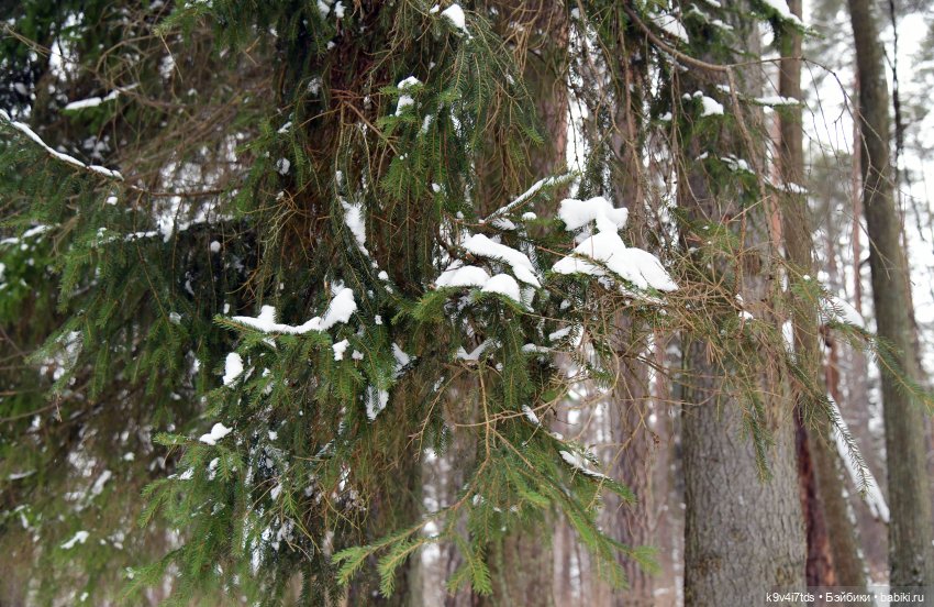 Прогулка в Усадьбе "Митино" (Тверская область) | Бэйбики Прогулка в Усадьбе "Митино" (Тверская область)