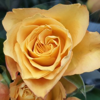 Скоро Весна