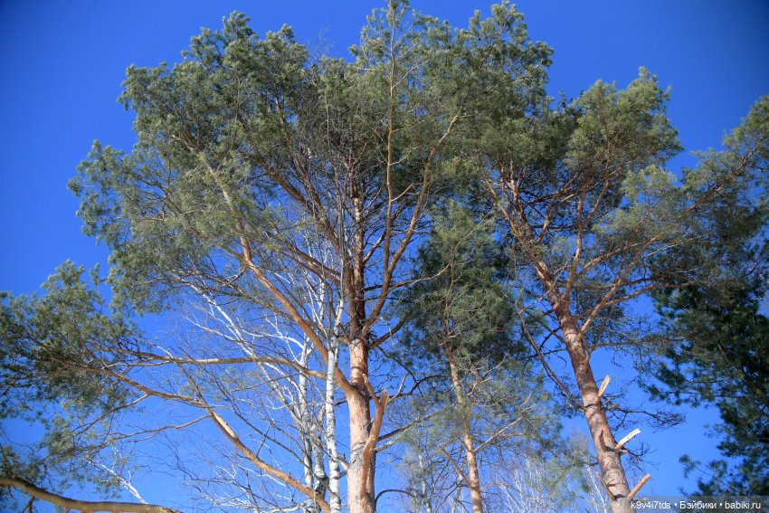 Как Сильвия и Саша пошли встречать Весну (фото 2)