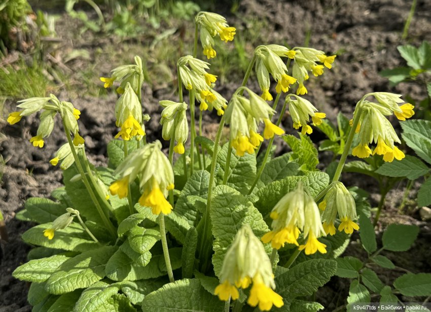 Красивое платье для Дейзи