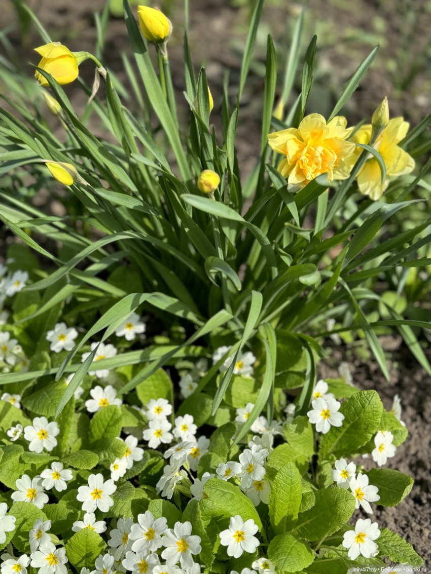 Красивое платье для Дейзи