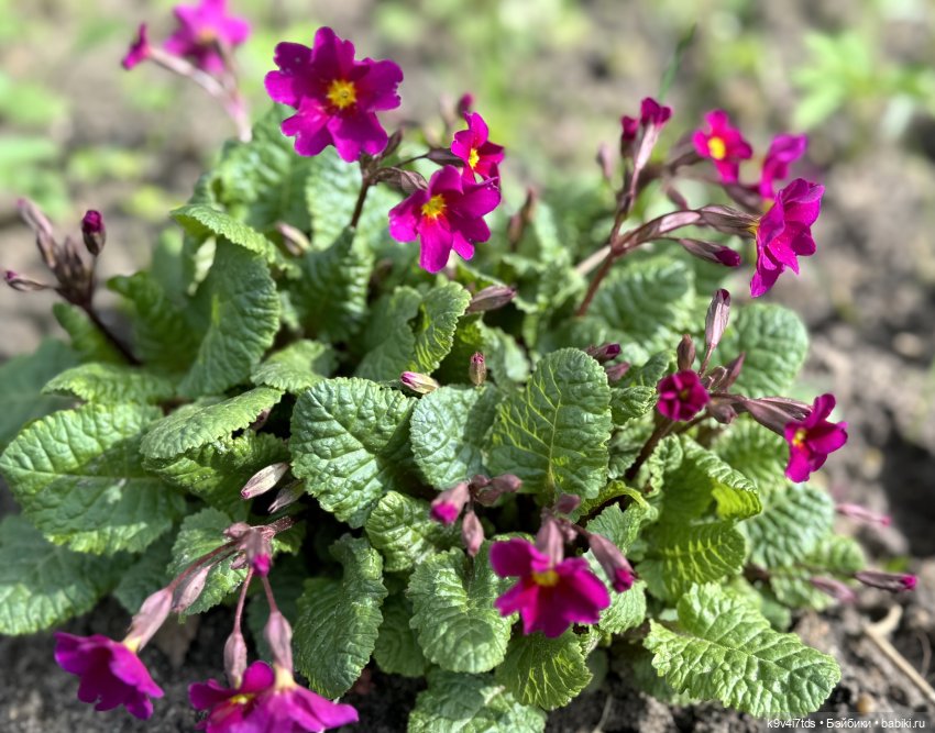 Красивое платье для Дейзи