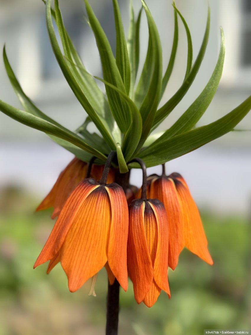 Красивое платье для Дейзи