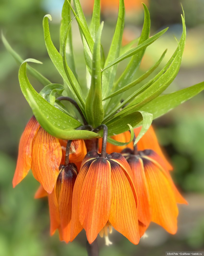 "Царские Черевички" для Роуз