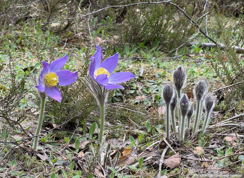 Агнешка в "Оршинском" лесу