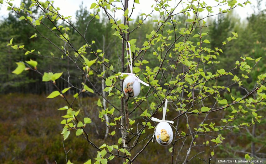 Агнешка в "Оршинском" лесу