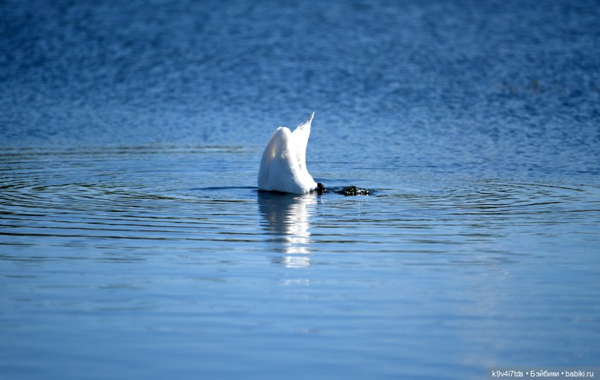 Дикие лебеди в Твери — В мире животных: смешные фото питомцев и зверей