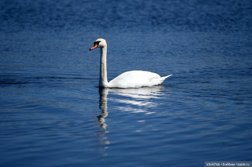 Дикие лебеди в Твери — В мире животных: смешные фото питомцев и зверей (фото 4)