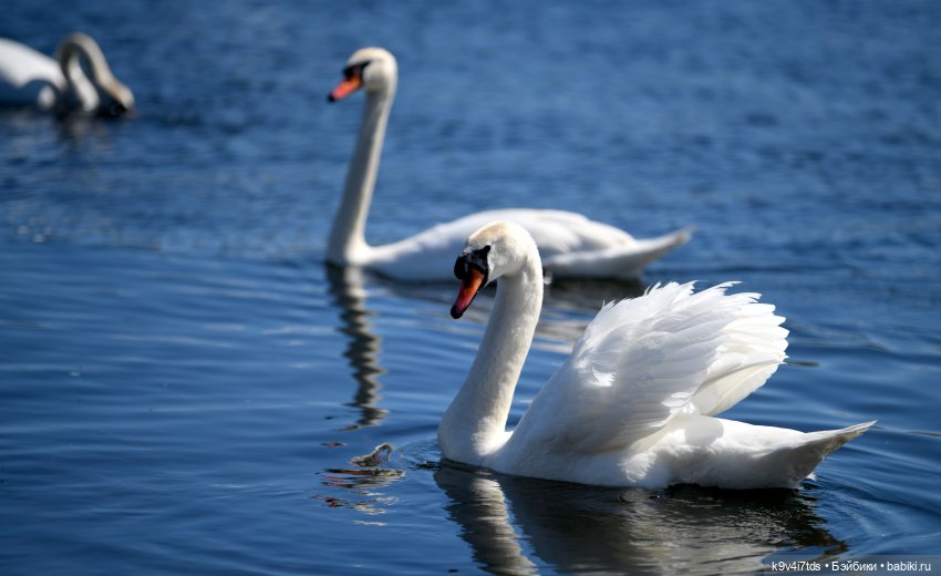 Дикие лебеди в Твери — В мире животных: смешные фото питомцев и зверей