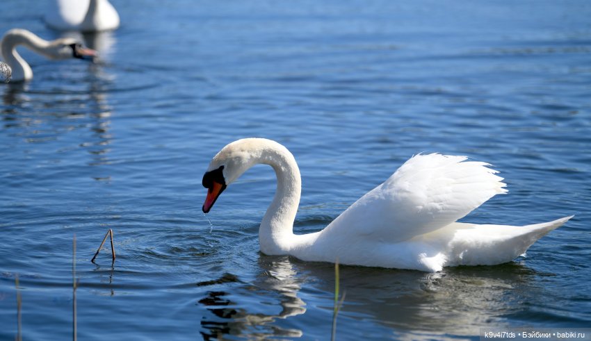 Дикие лебеди в Твери — В мире животных: смешные фото питомцев и зверей (фото 9)