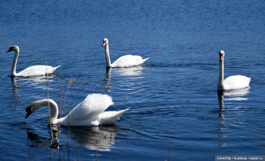 Дикие лебеди в Твери — В мире животных: смешные фото питомцев и зверей (фото 6)