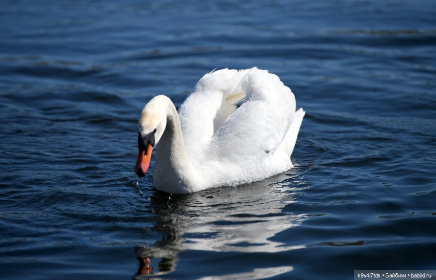 Дикие лебеди в Твери — В мире животных: смешные фото питомцев и зверей (фото 8)