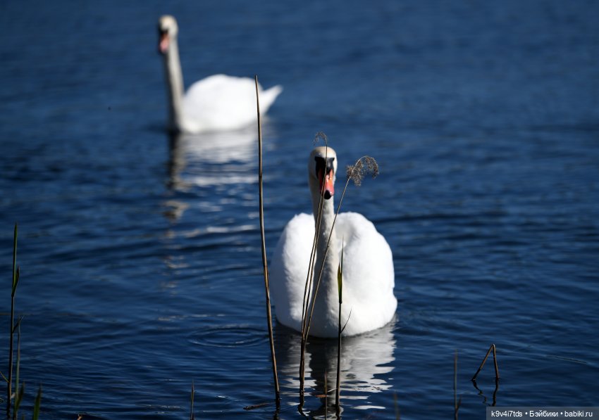 Дикие лебеди в Твери — В мире животных: смешные фото питомцев и зверей (фото 7)