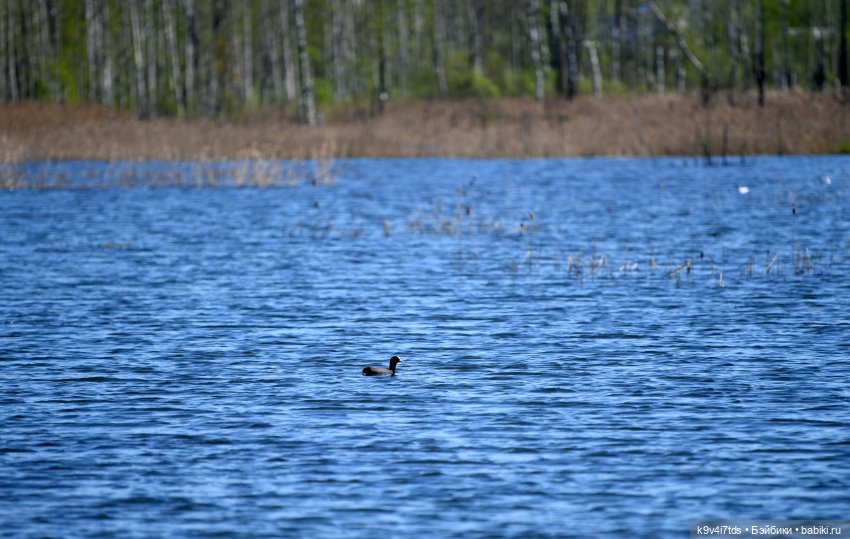 Дикие лебеди в Твери — В мире животных: смешные фото питомцев и зверей