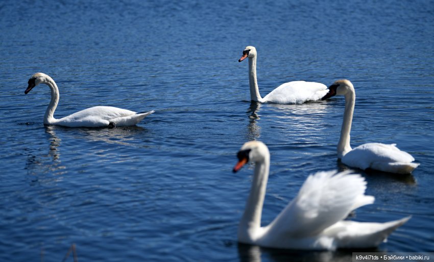 Дикие лебеди в Твери — В мире животных: смешные фото питомцев и зверей (фото 5)