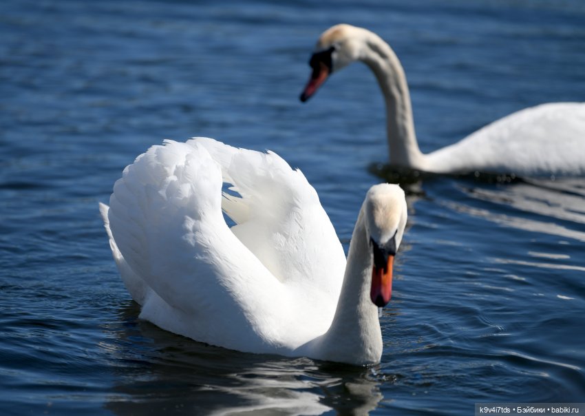 Дикие лебеди в Твери — В мире животных: смешные фото питомцев и зверей
