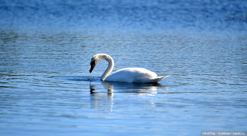 Дикие лебеди в Твери — В мире животных: смешные фото питомцев и зверей