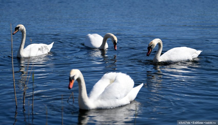 Дикие лебеди в Твери — В мире животных: смешные фото питомцев и зверей (фото 10)