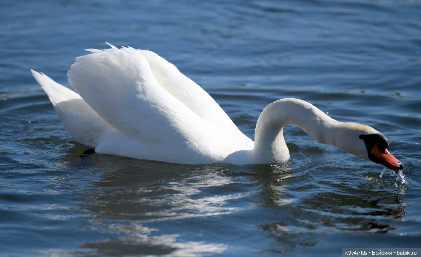 Дикие лебеди в Твери — В мире животных: смешные фото питомцев и зверей