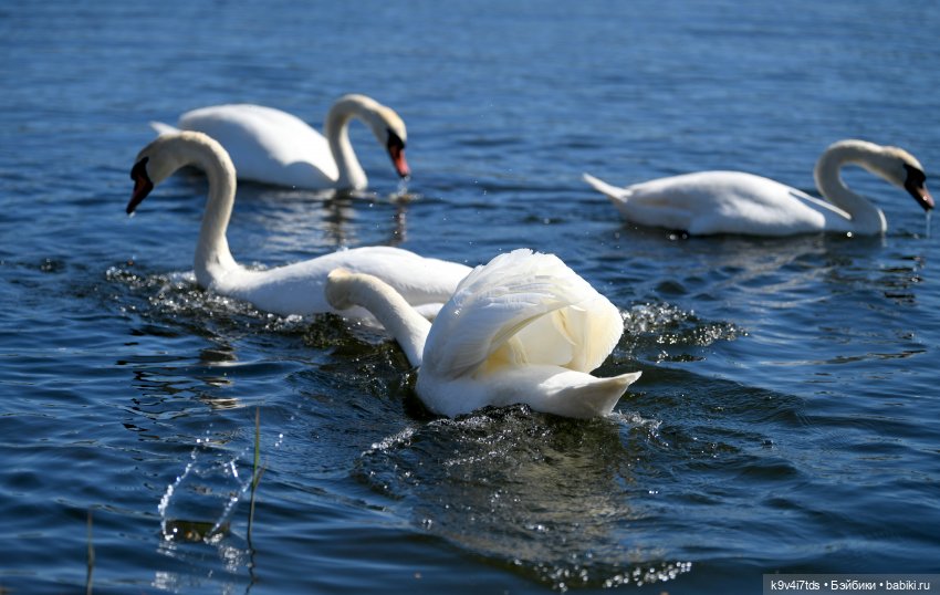 Дикие лебеди в Твери — В мире животных: смешные фото питомцев и зверей