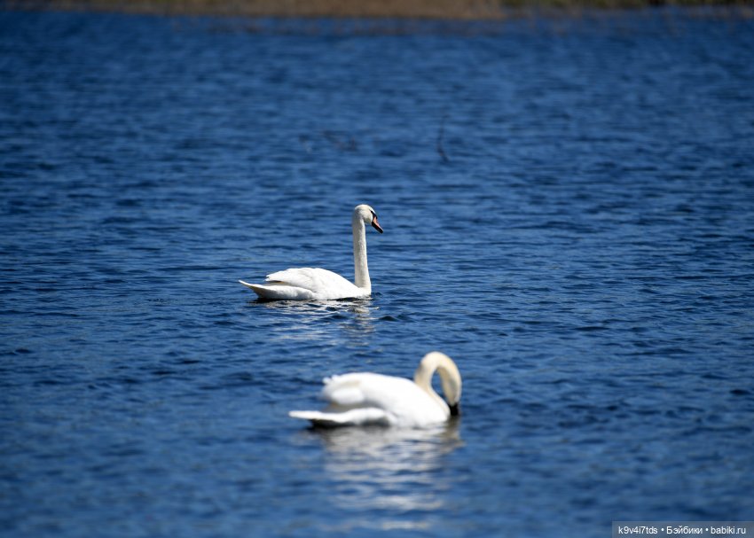 Дикие лебеди в Твери — В мире животных: смешные фото питомцев и зверей