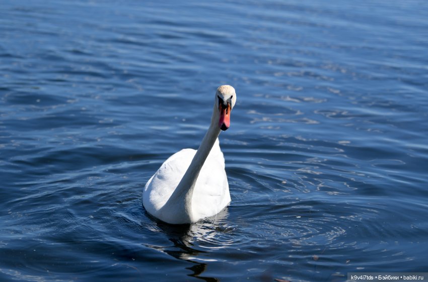 Дикие лебеди в Твери — В мире животных: смешные фото питомцев и зверей