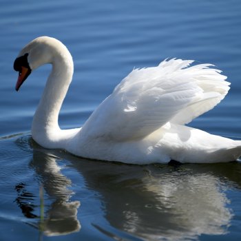 Дикие лебеди в Твери