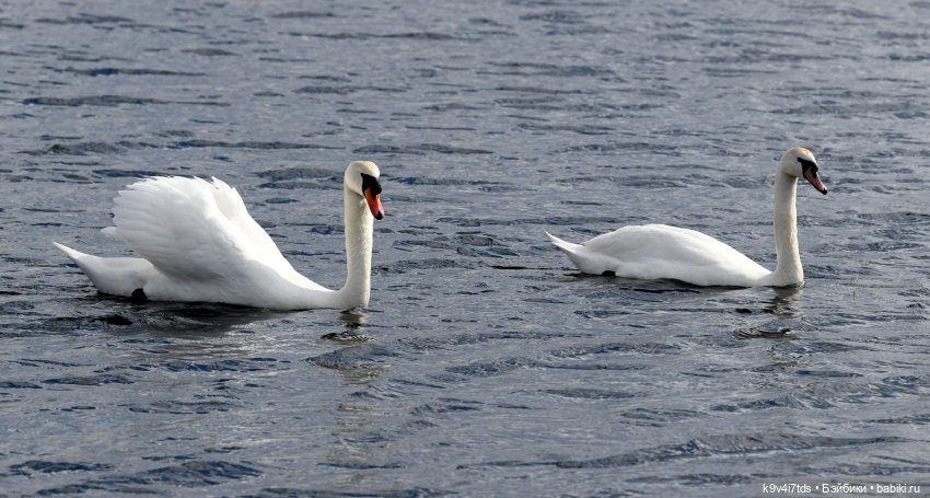 "Лебединое озеро", город Тверь