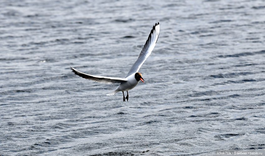 "Лебединое озеро", город Тверь