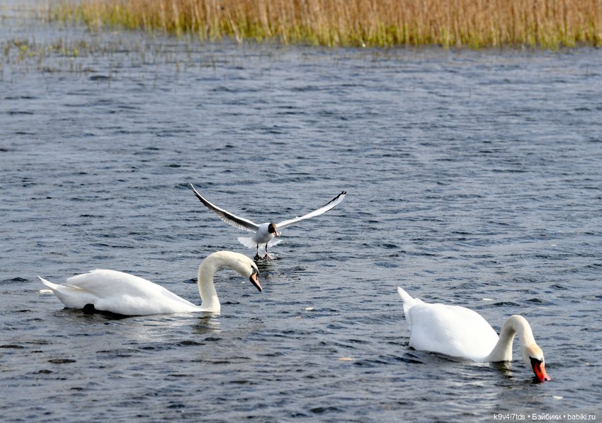 "Лебединое озеро", город Тверь