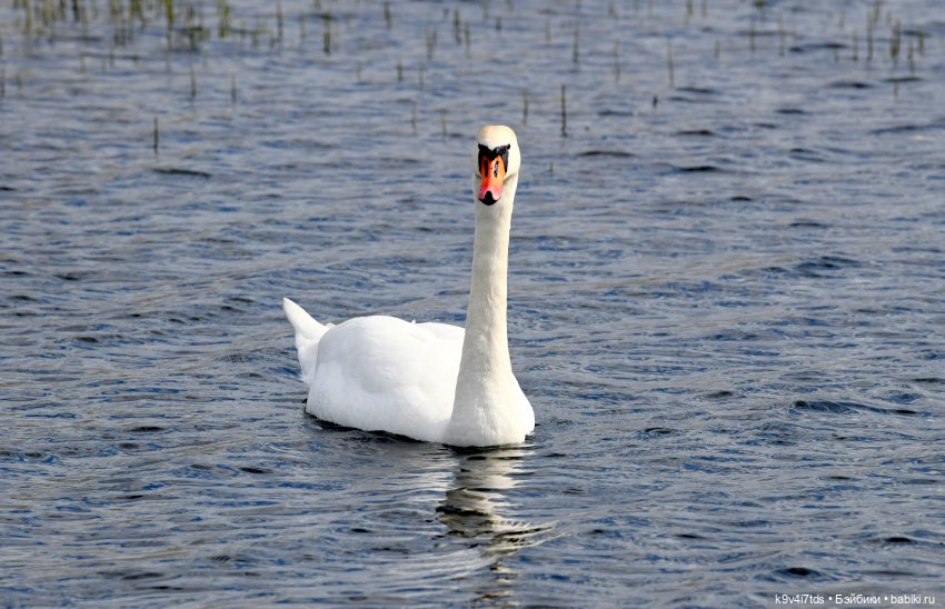 "Лебединое озеро", город Тверь