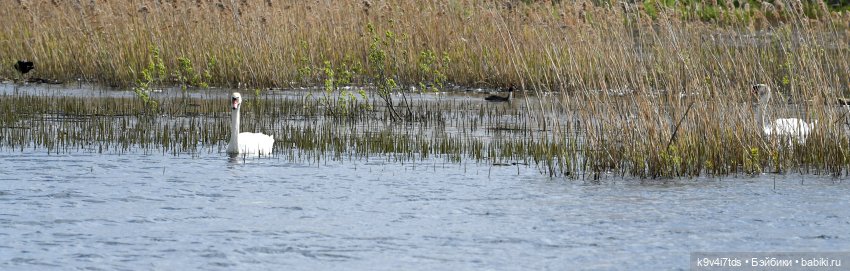 "Лебединое озеро", город Тверь