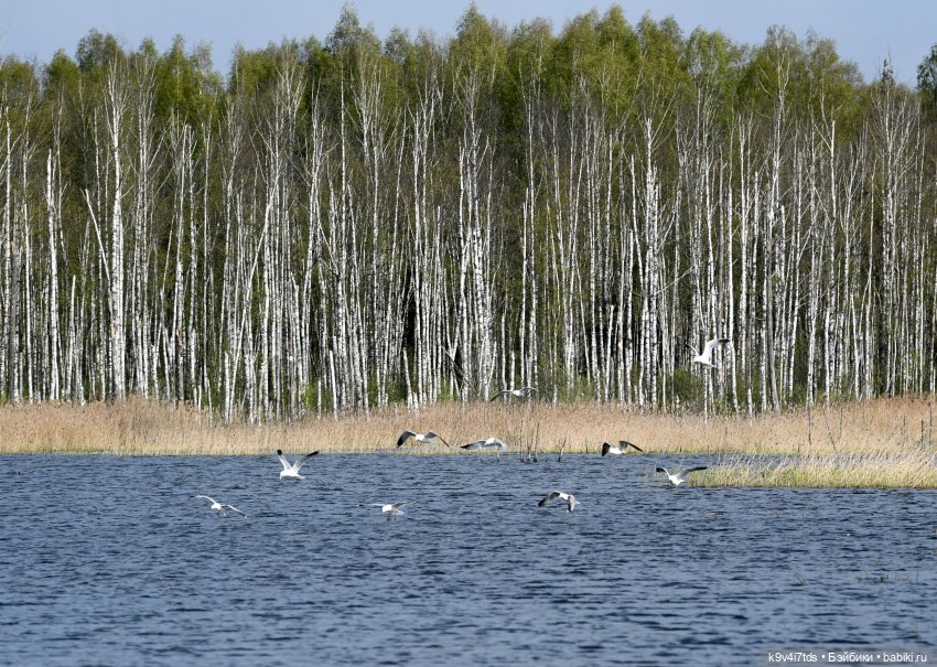 "Лебединое озеро", город Тверь