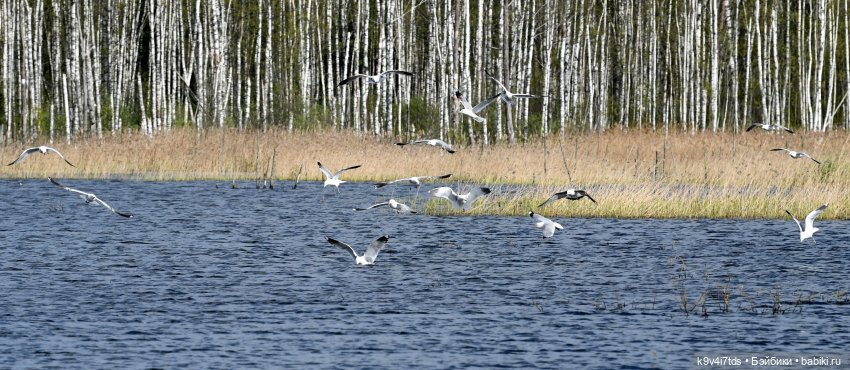 "Лебединое озеро", город Тверь