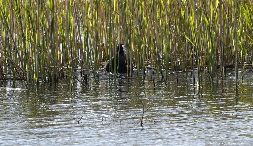 "Лебединое озеро", город Тверь (фото 8)