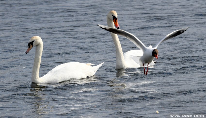 "Лебединое озеро", город Тверь