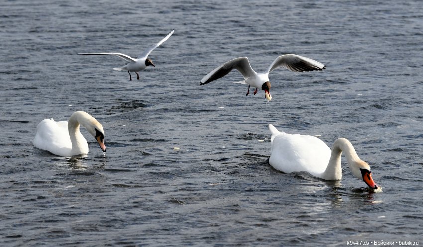 "Лебединое озеро", город Тверь