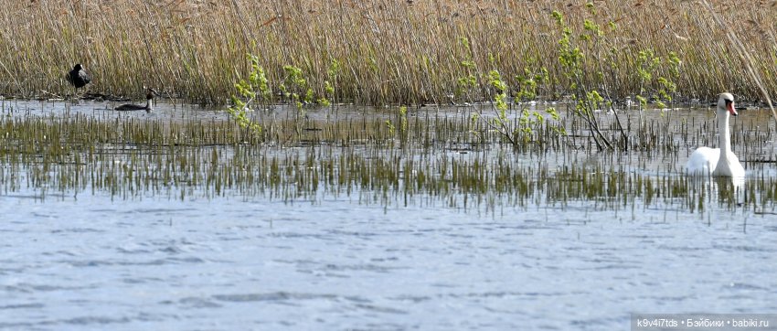 "Лебединое озеро", город Тверь