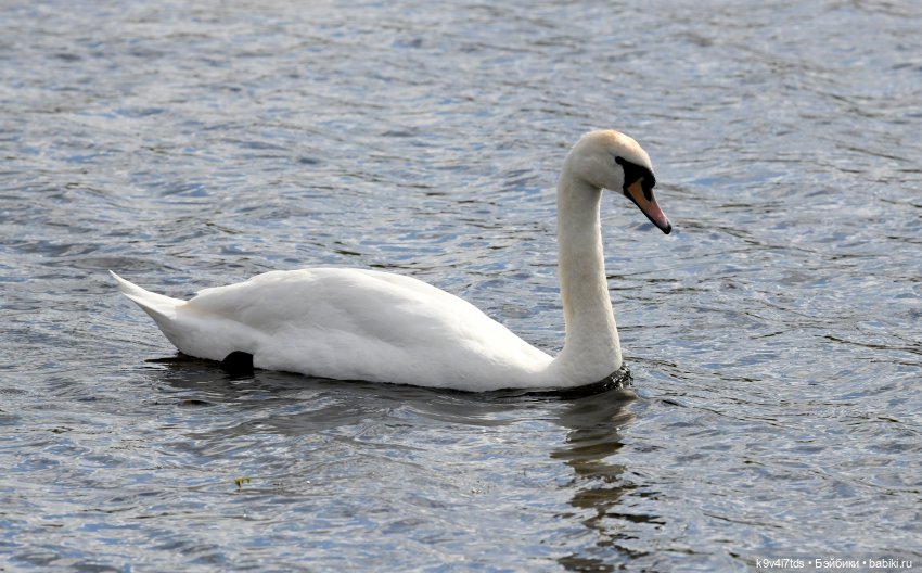"Лебединое озеро", город Тверь