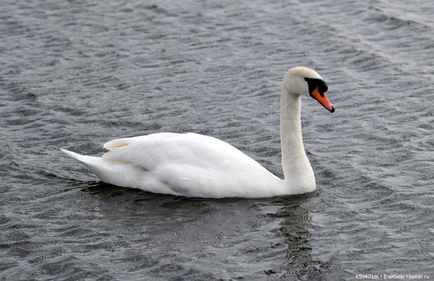 "Лебединое озеро", город Тверь (фото 5)