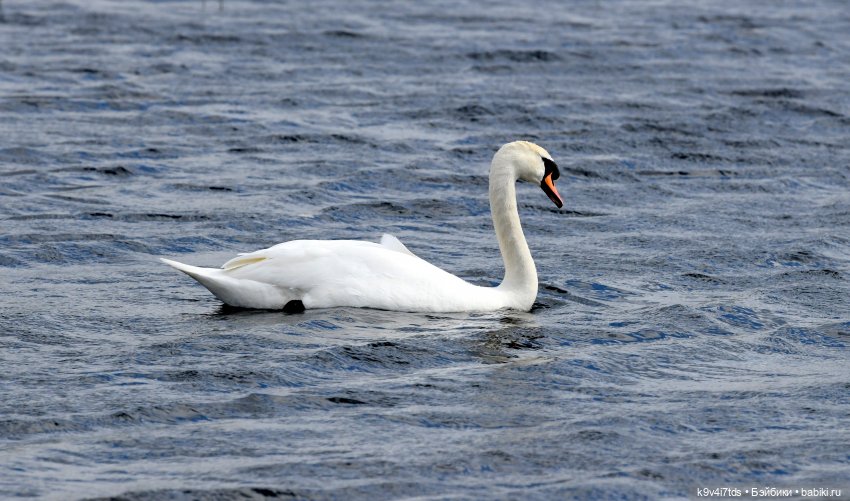 "Лебединое озеро", город Тверь