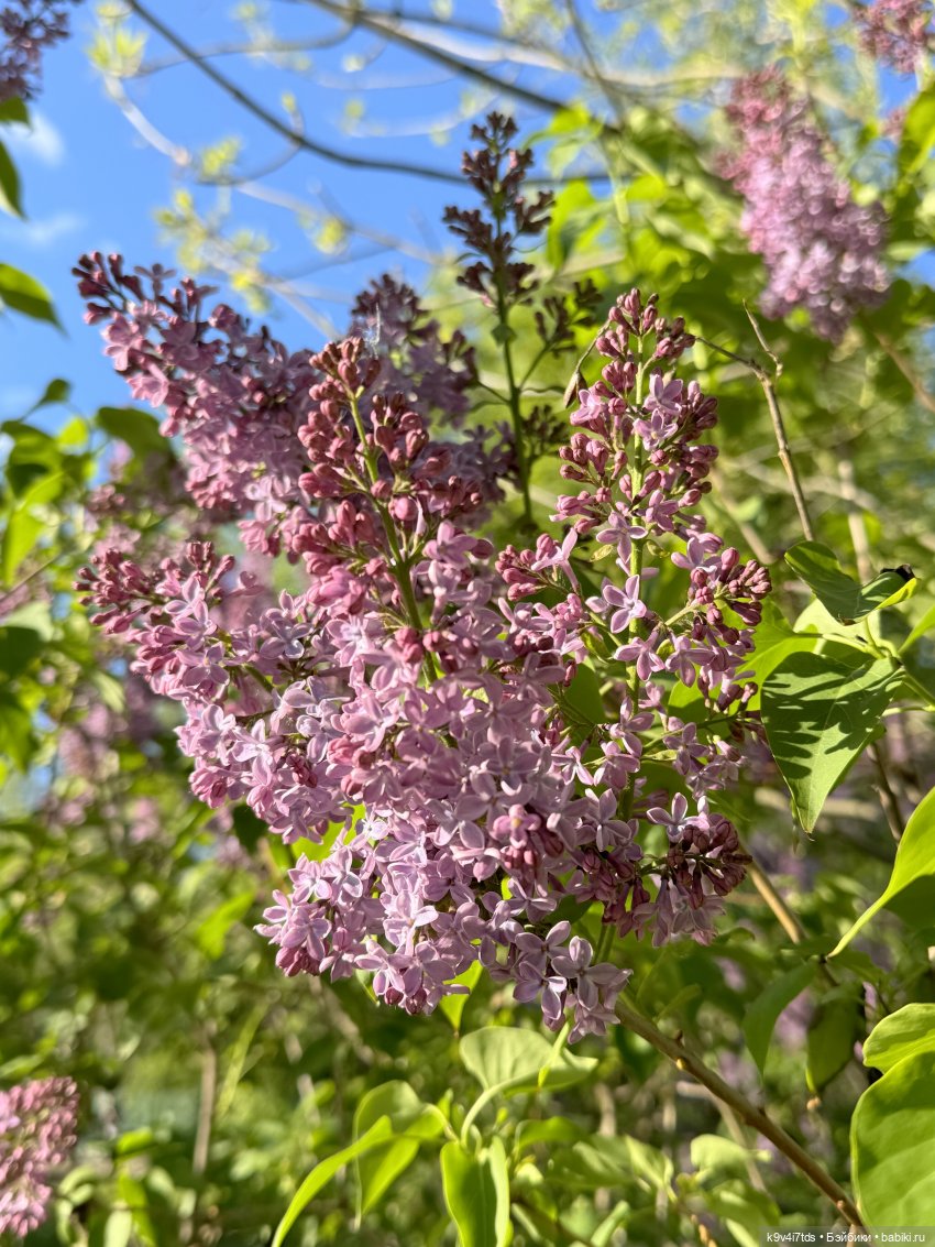 Симона на Тьме — Антикварные куклы Simon & Halbig (S&H): Симон Хальбиг