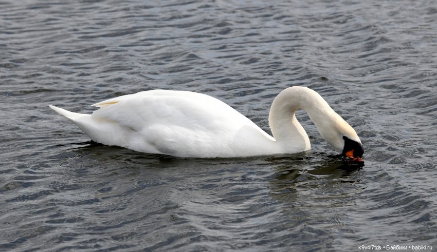 "Лебединое озеро", город Тверь (фото 4)