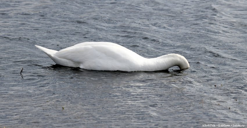 "Лебединое озеро", город Тверь