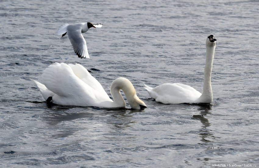 "Лебединое озеро", город Тверь