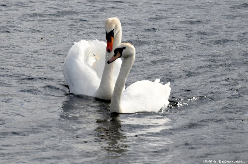 "Лебединое озеро", город Тверь
