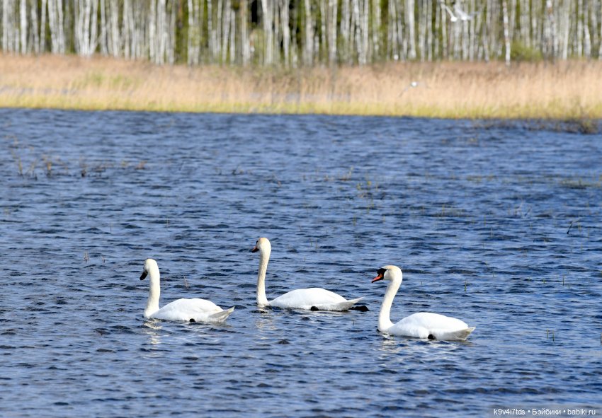 "Лебединое озеро", город Тверь