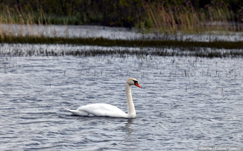 "Лебединое озеро", город Тверь (фото 3)