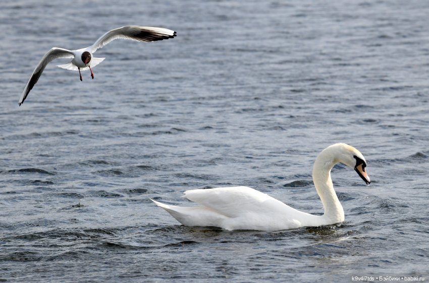 "Лебединое озеро", город Тверь