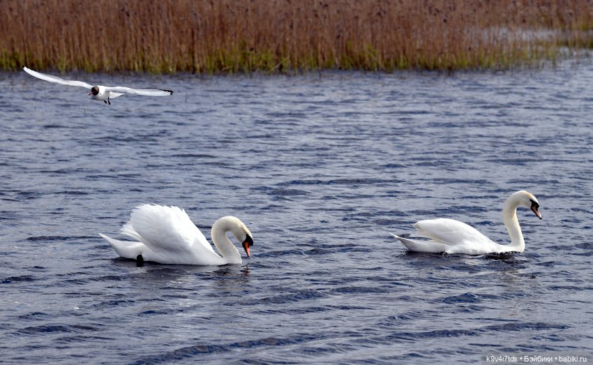 "Лебединое озеро", город Тверь